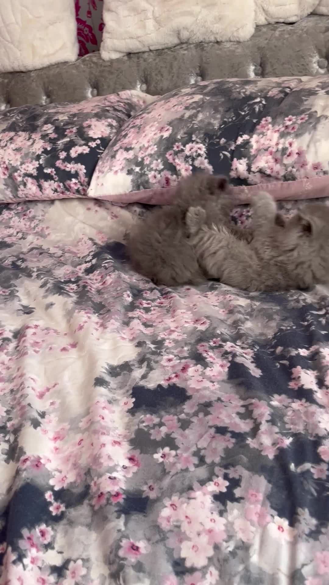 British Longhair cats for sale: Stunning blue British longhair kittens - Video 1