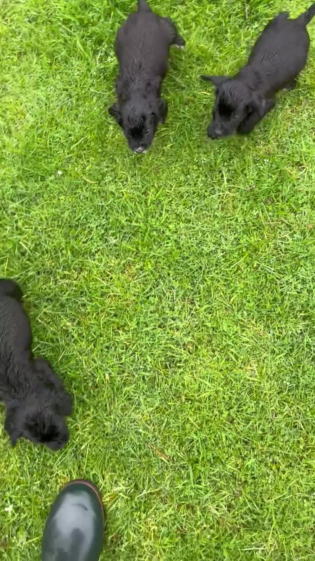 Cocker Spaniel dogs for sale: Cocker Spaniel  - Video 2