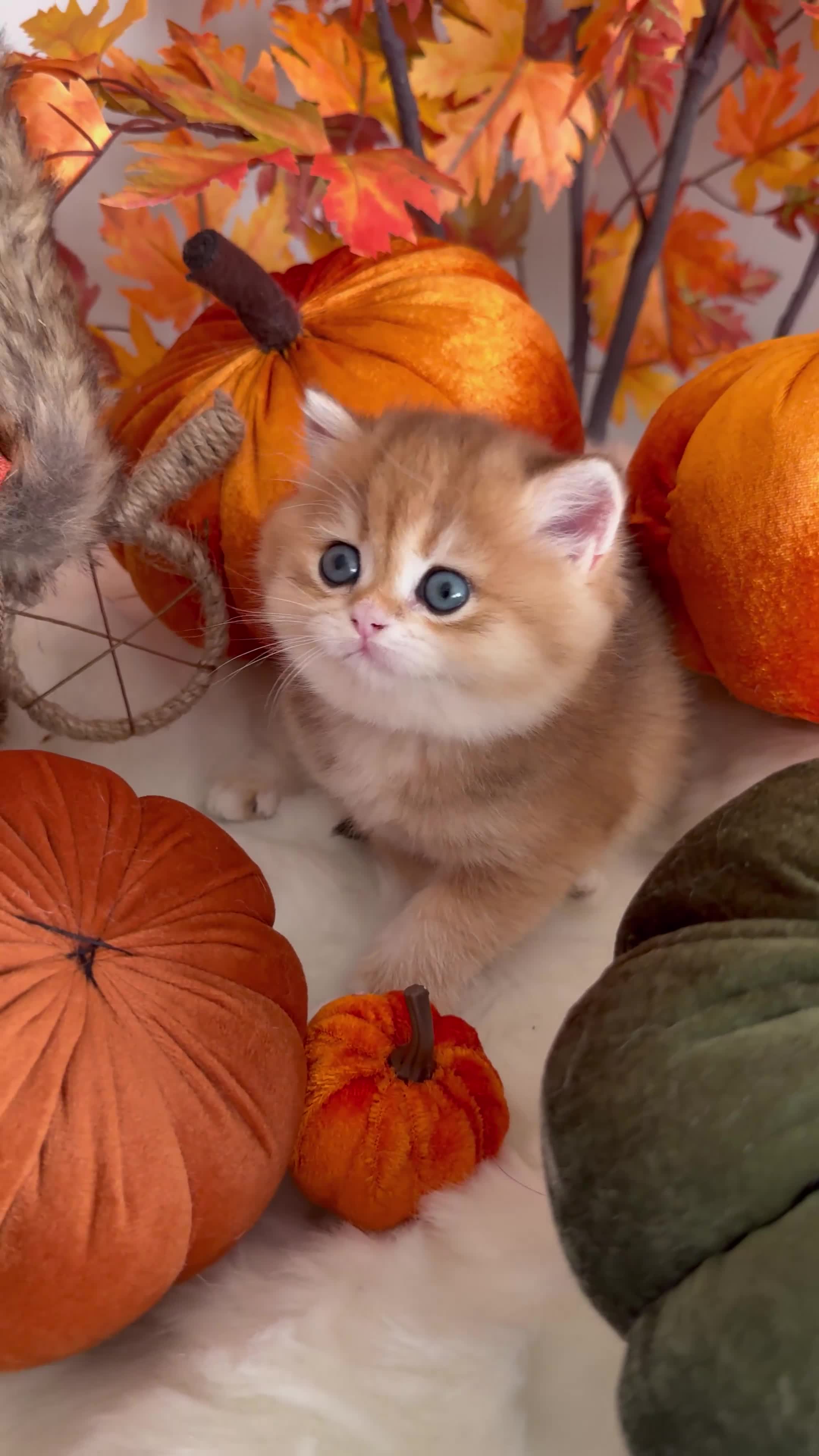 British Shorthair cats for sale: Blue Golden British Shorthair - Video 3