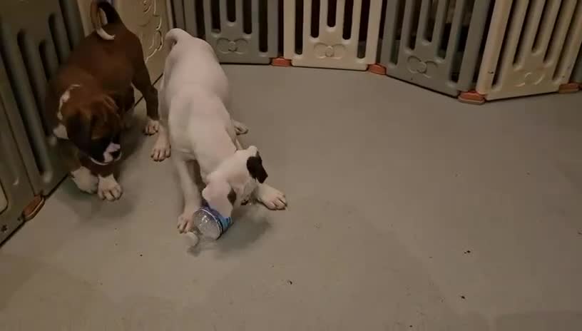Boxer dogs for sale: Beutiful litter of boxer puppies  - Video 3