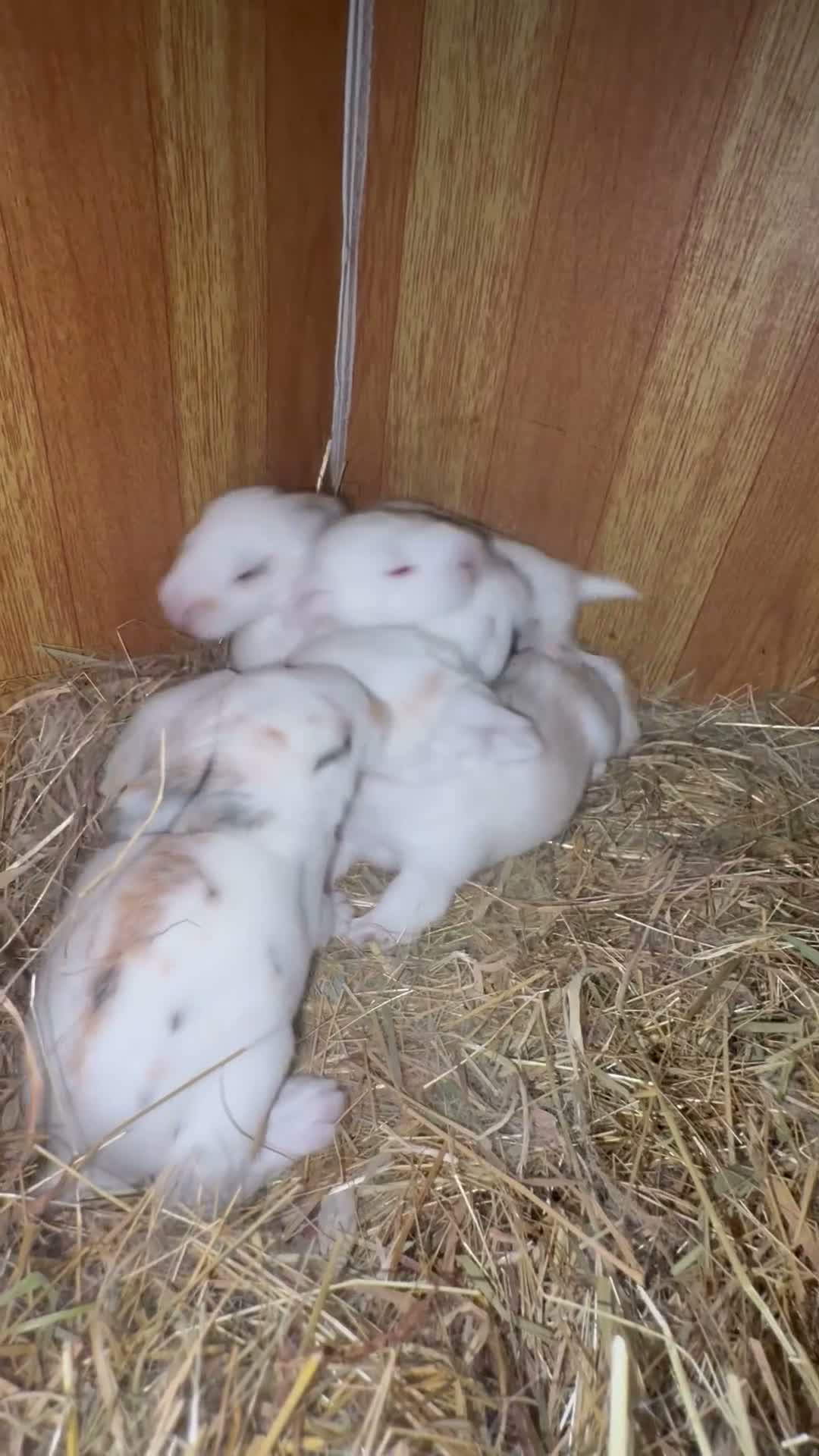 French Lop rabbits for sale: The happy hoppers French lop babies - Video 3