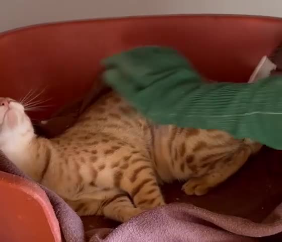 Savannah cats for sale: Adult cinnamon spotted F3 Savannah female cat - Video 1