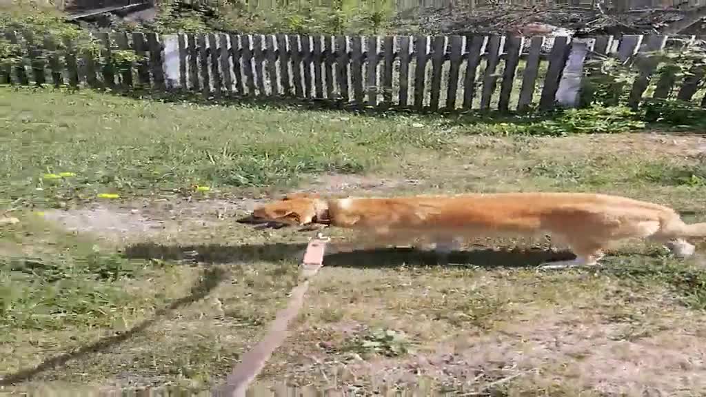 Chihuahua dogs for adoption: Alica’s Story: From Despair to Love - Video 3