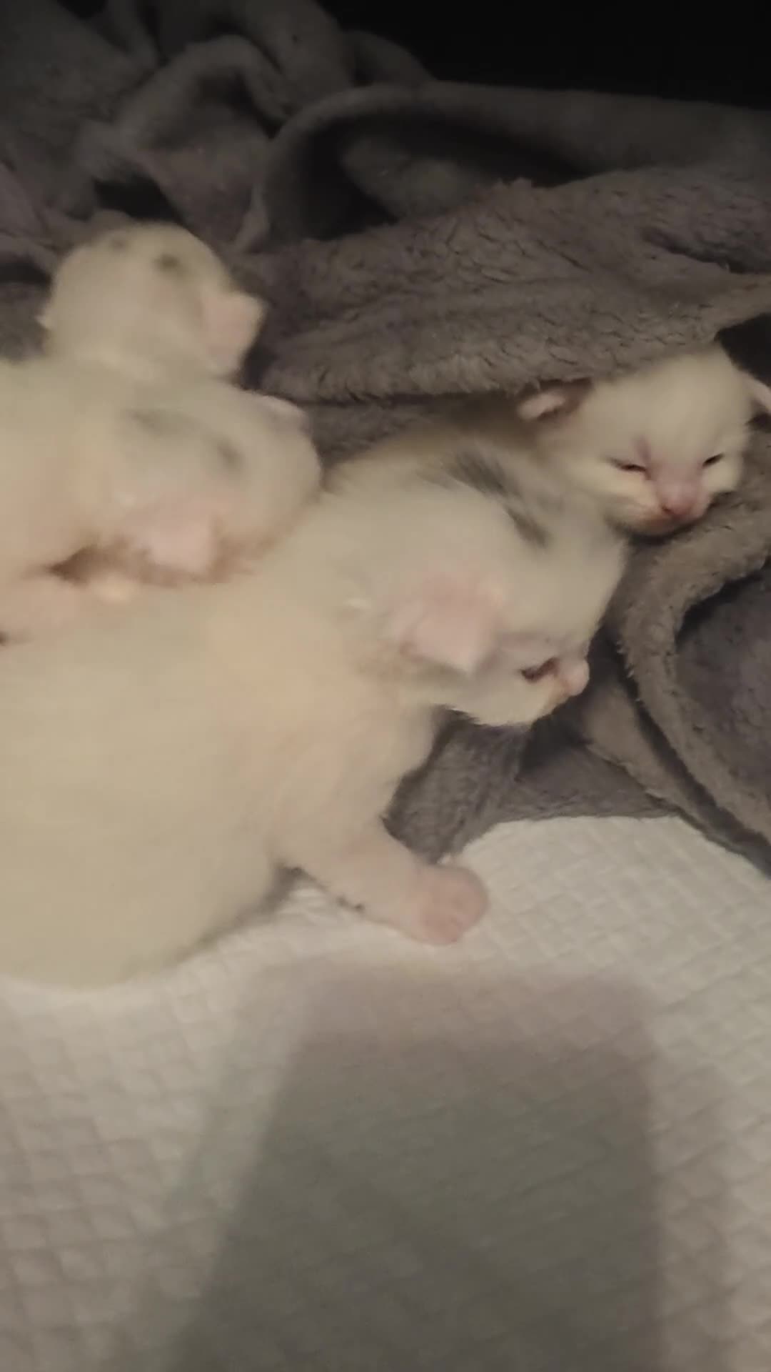 Maine Coon cats for sale: Main coon  - Video 2