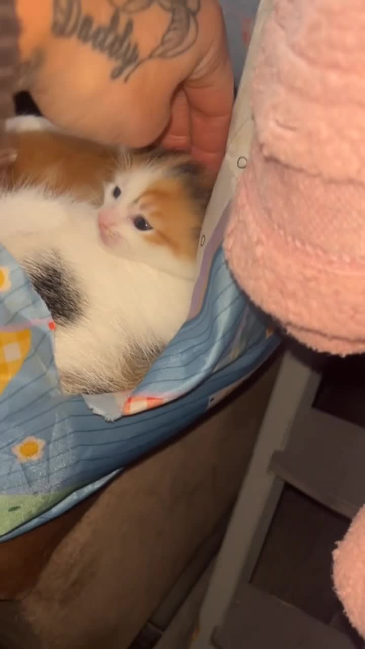 Mixed Breed cats for sale: Kittens - Video 1