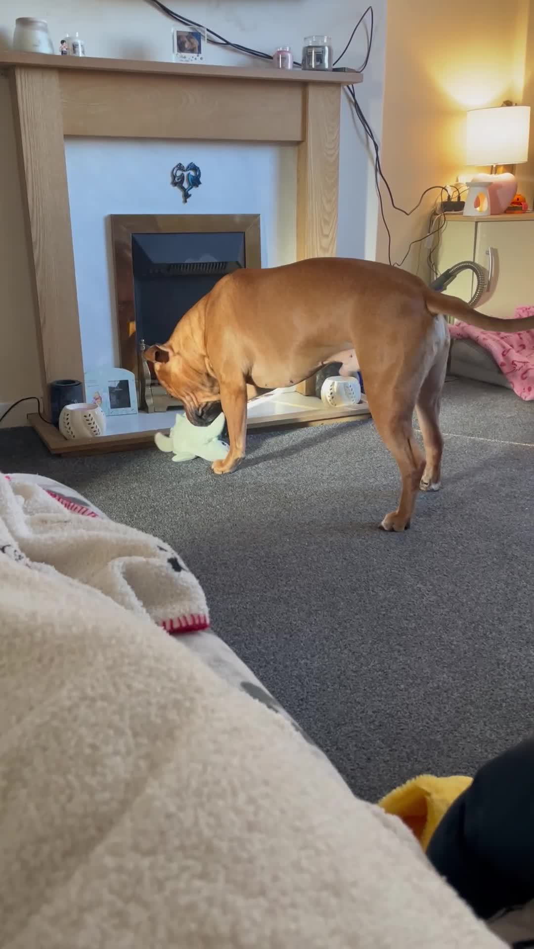 Mixed Breed dogs for sale: Rocky (mastiff x staff)  - Video 1