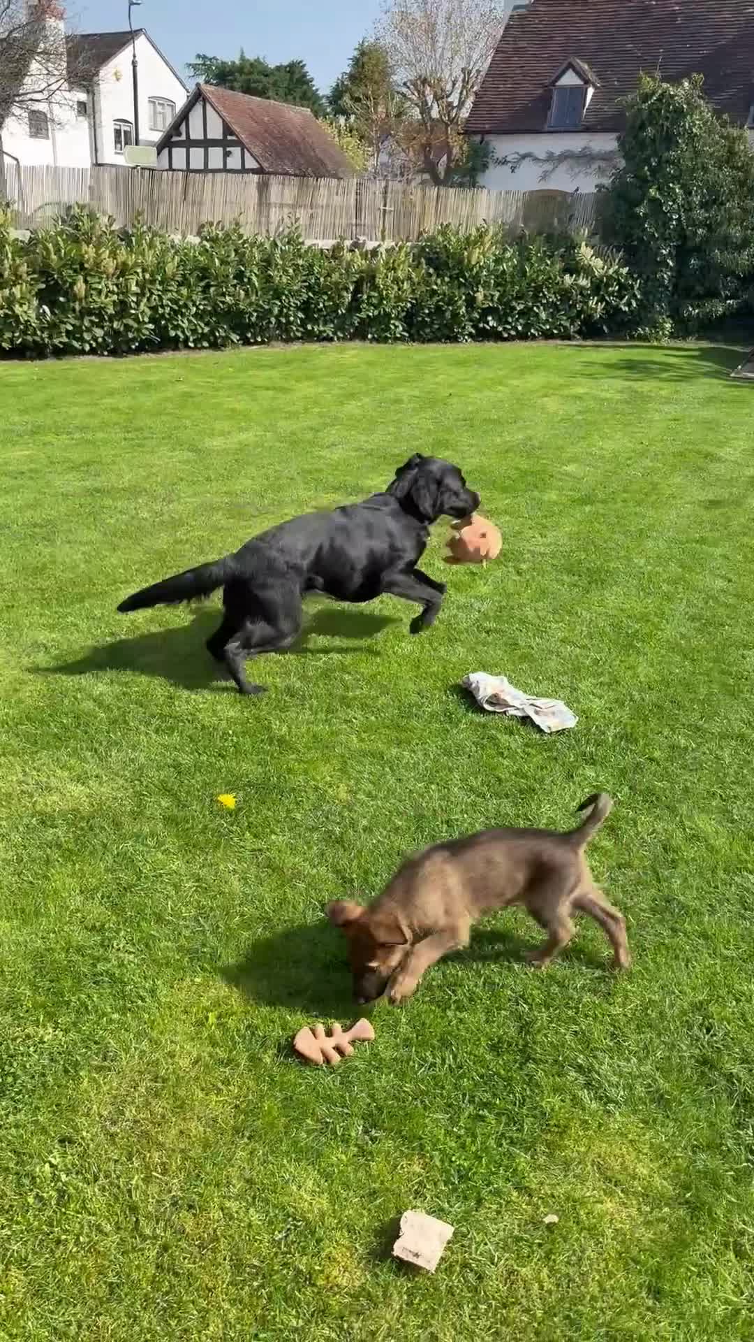 German Shepherd dogs for sale: 9 week old German Shepherd Puppy - Loki  - Video 4