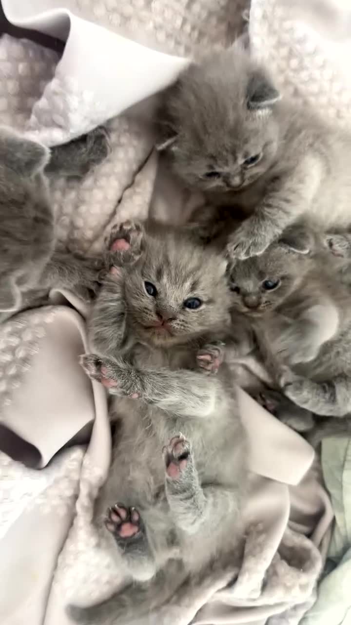 British Shorthair cats for sale: 🐾 Beautiful British Shorthair Girls 🐾 - Video 1