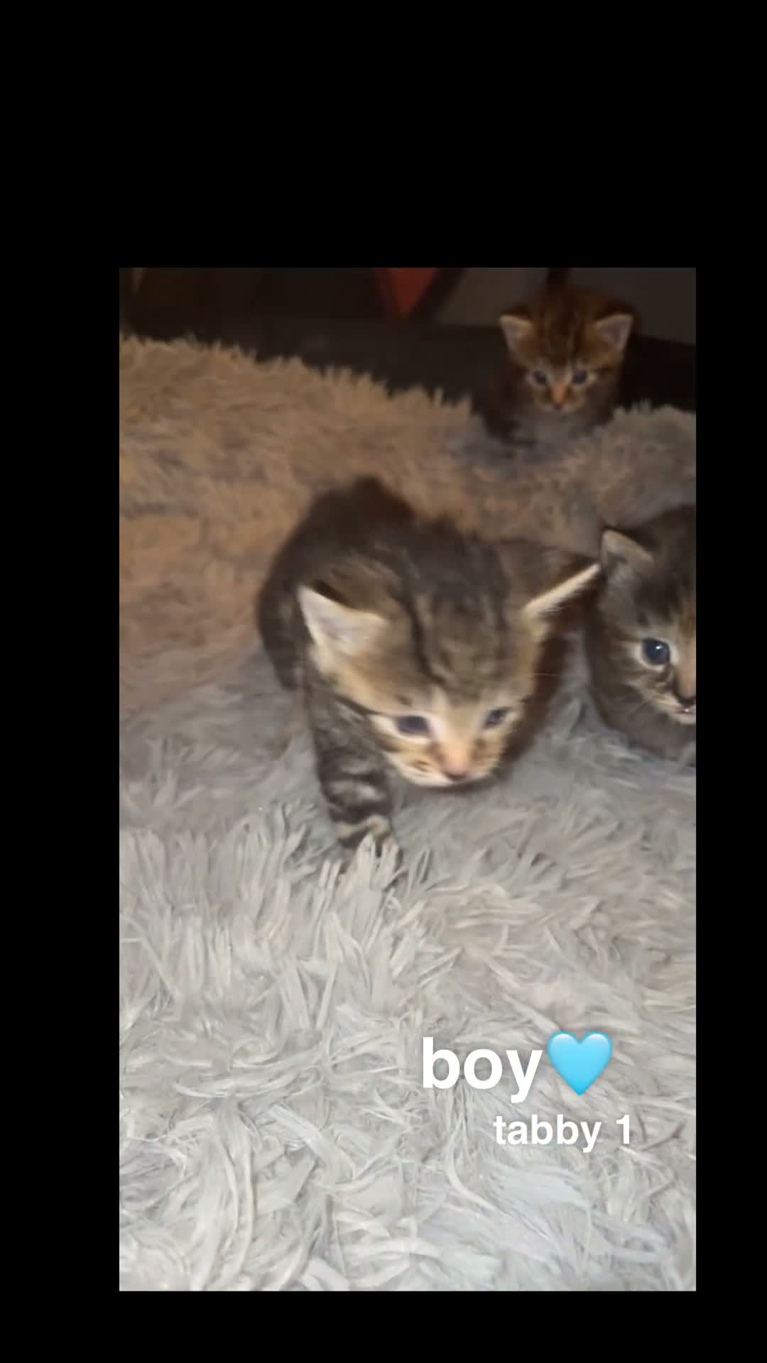 Domestic Shorthair cats for sale: gorgeous kittens for sale! - Video 4