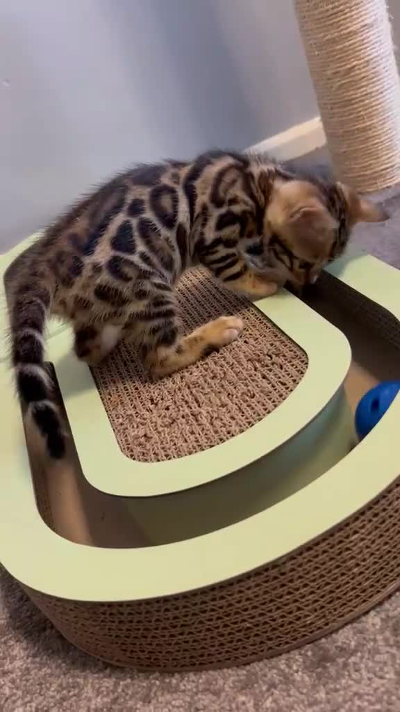 Bengal cats for sale: GCCF Registered Pedigree Kittens  in Huddersfield - Video 1