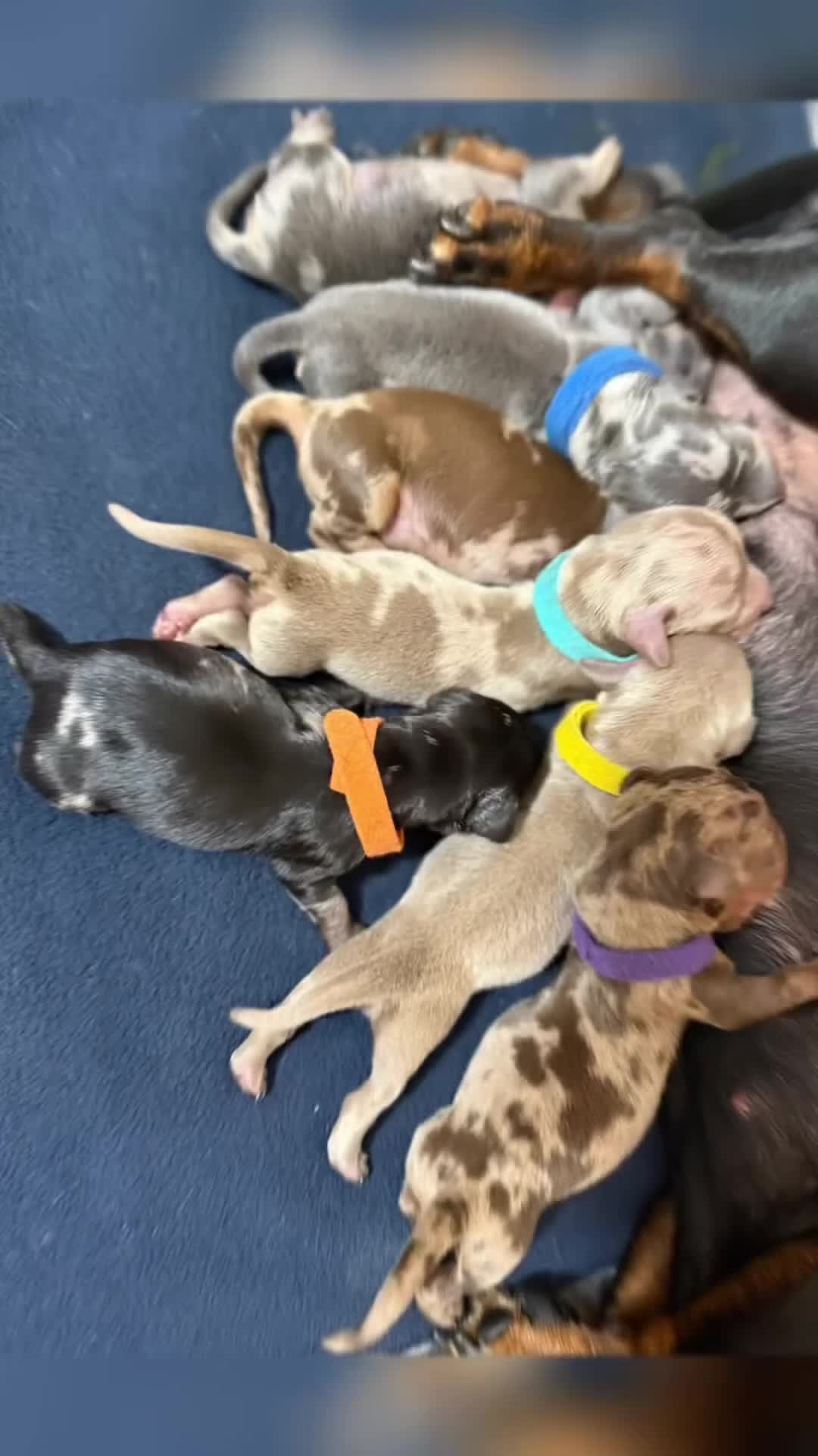 Miniature Dachshund dogs for sale: 7 stunning miniature dachshund puppies - Video 1
