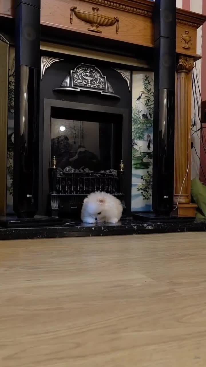 Pomeranian dogs for sale: KC Registered Pomeranian Puppy 🐶  - Video 3
