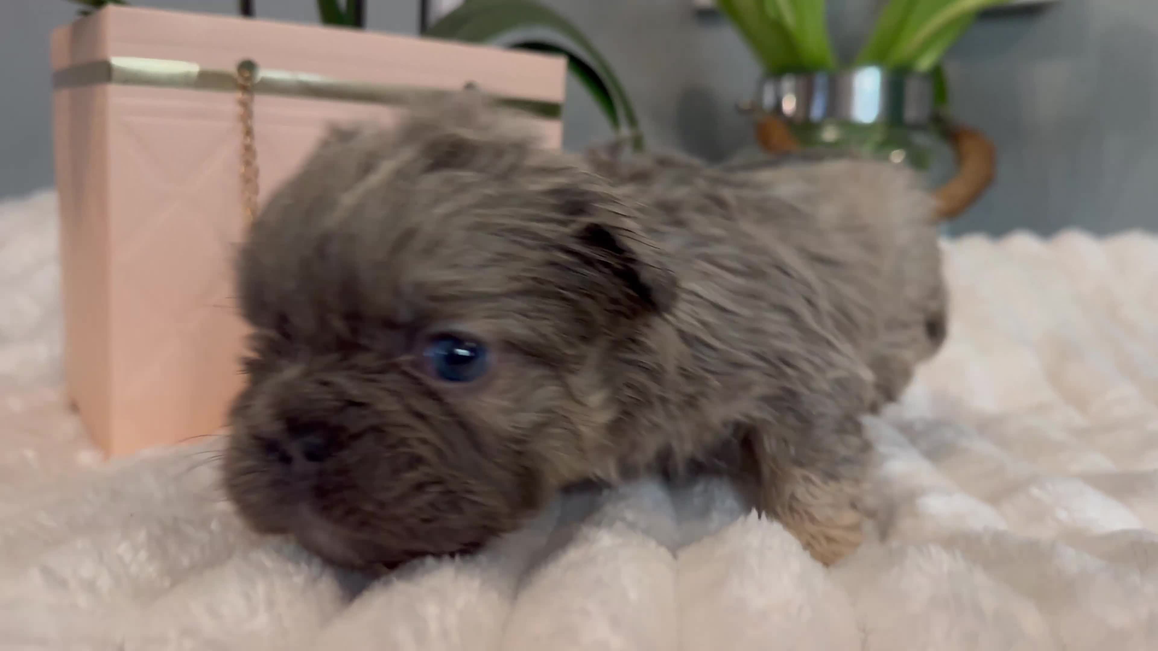 French Bulldog dogs for sale: *Unique fluffy French Bulldogs* - Video 3