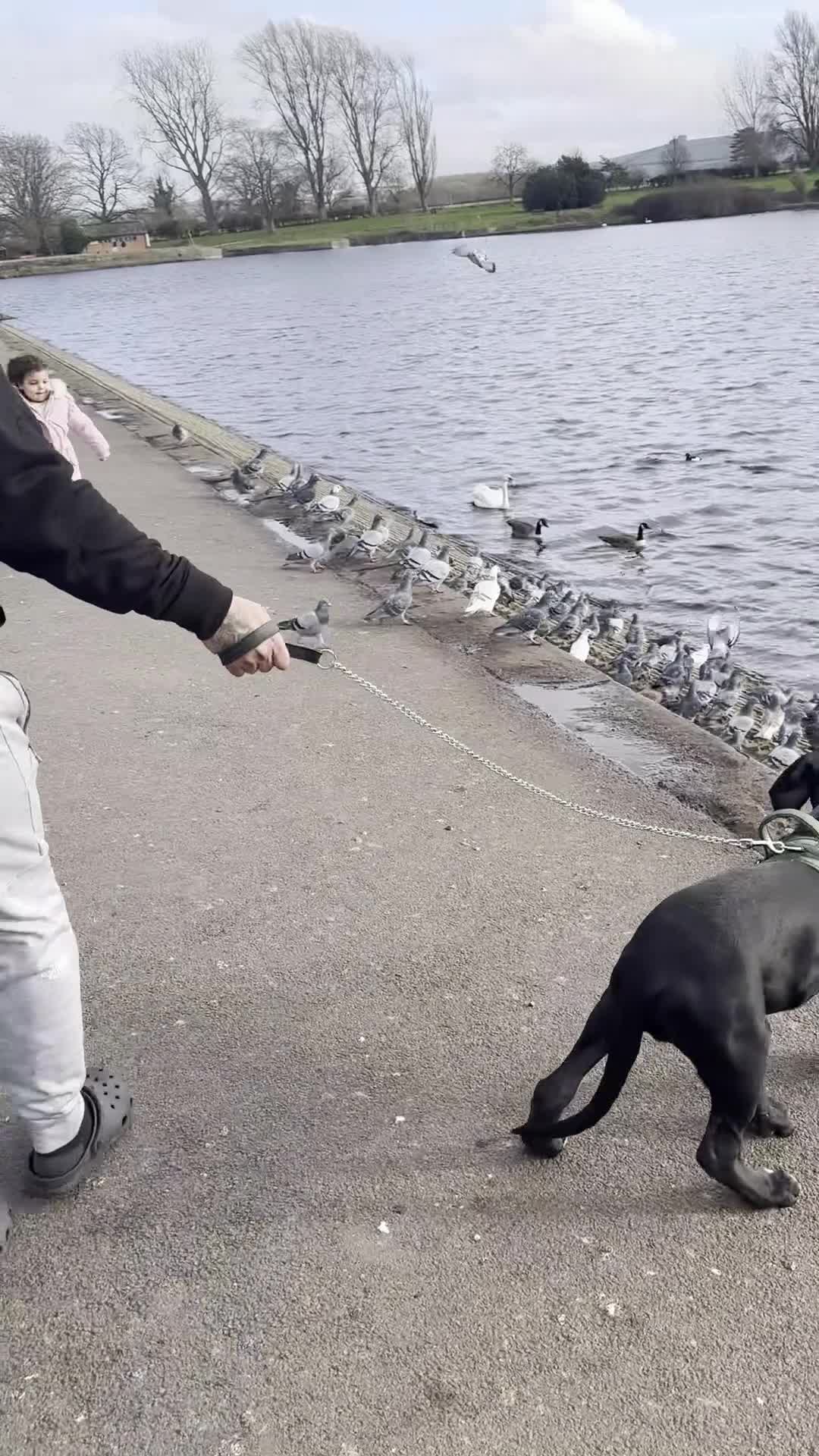 Mixed Breed dogs for sale: Cane corso/ Great Dane💓💓💖💖 - Video 1