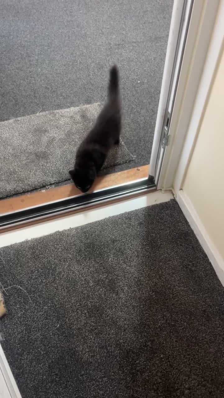 Mixed Breed cats for sale: Looking for a new home - Video 1