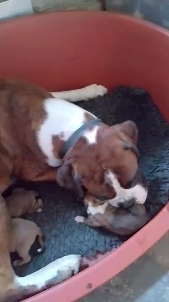Boxer dogs for sale: Health Tested COI 1.5% KC Registered - Video 1