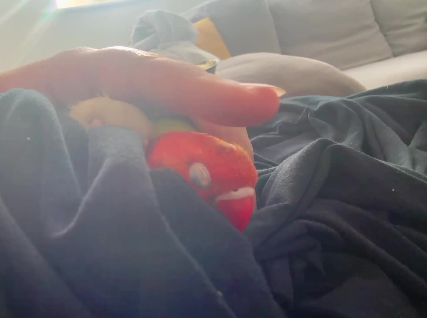 Lovebirds birds for sale: Baby hand-reared lovebirds - Video 1