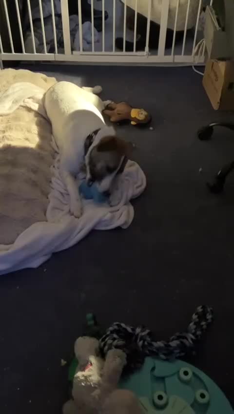 Mixed Breed dogs for adoption: ❤️ZAYKA❤️ 11 months, Playful Spirit, Loving Heart - Video 2