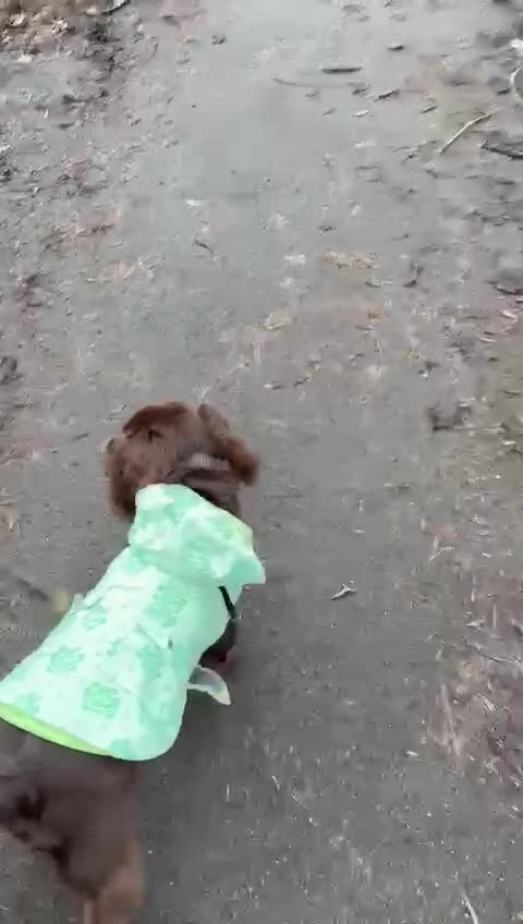 Cocker Spaniel dogs for sale: Cocker Spaniel Puppy  - Video 1