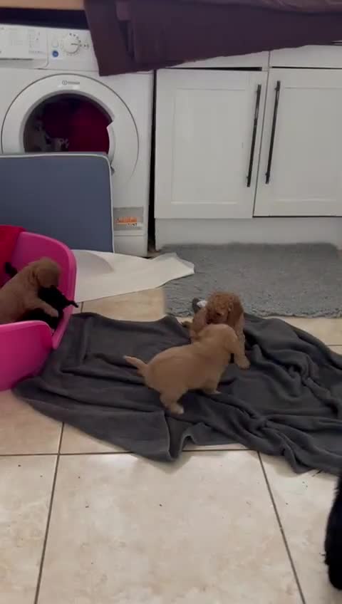 Cavapoo dogs for sale: Last black boy pup available F2 - Video 1