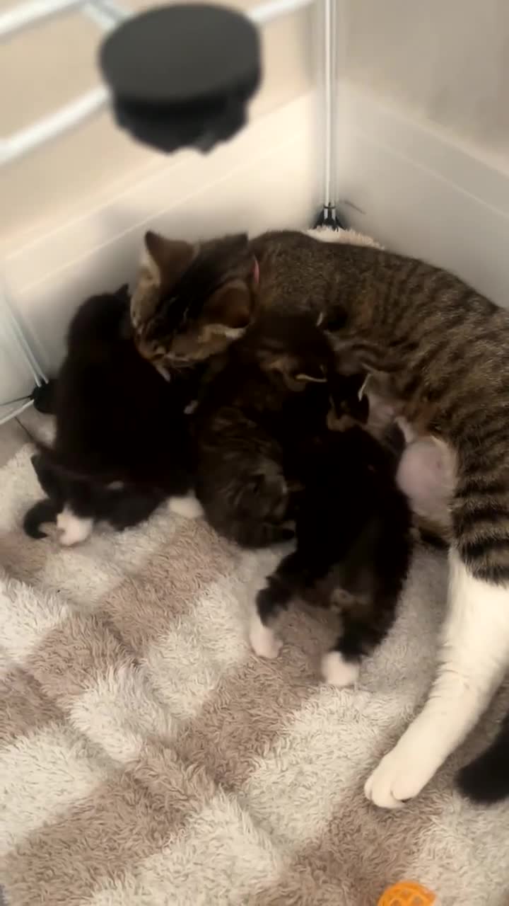 Mixed Breed cats for sale: 4 little bundles of Joy 🫶🏼  in Stafford - Video 2