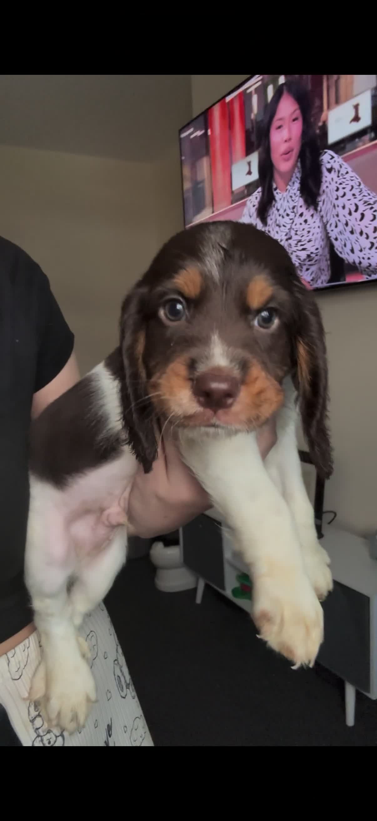 Sprocker dogs for sale: 1 male sprocker pup  - Video 2