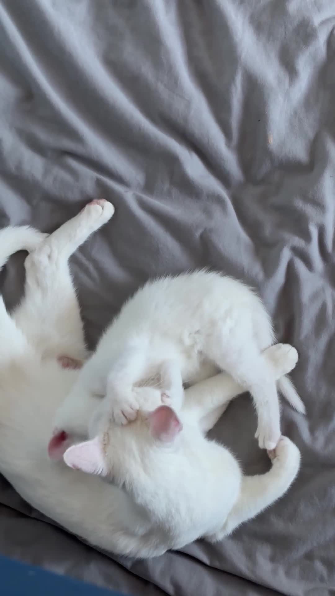 Mixed Breed cats for sale: 3 kittens for sale - Video 1