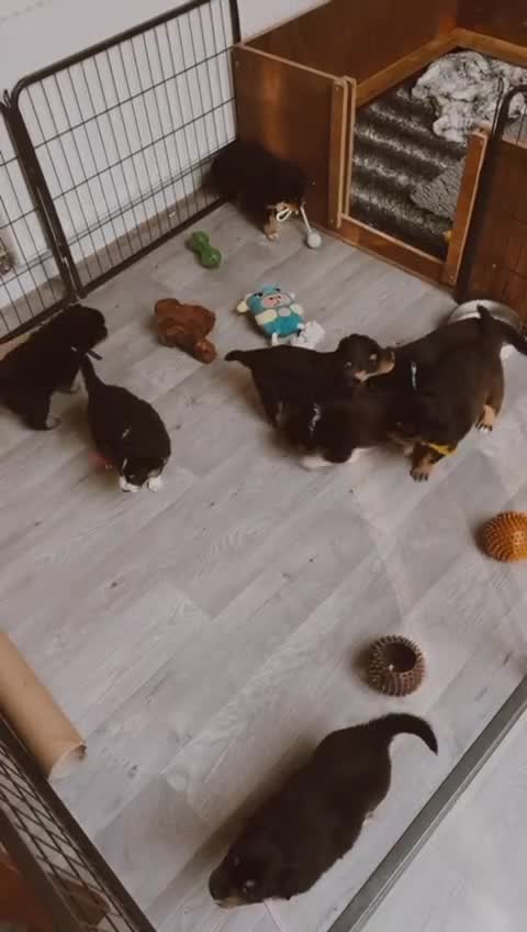 Welsh Collie dogs for sale: Welsh Collie (Tri Colour) Puppies for sale - Video 1