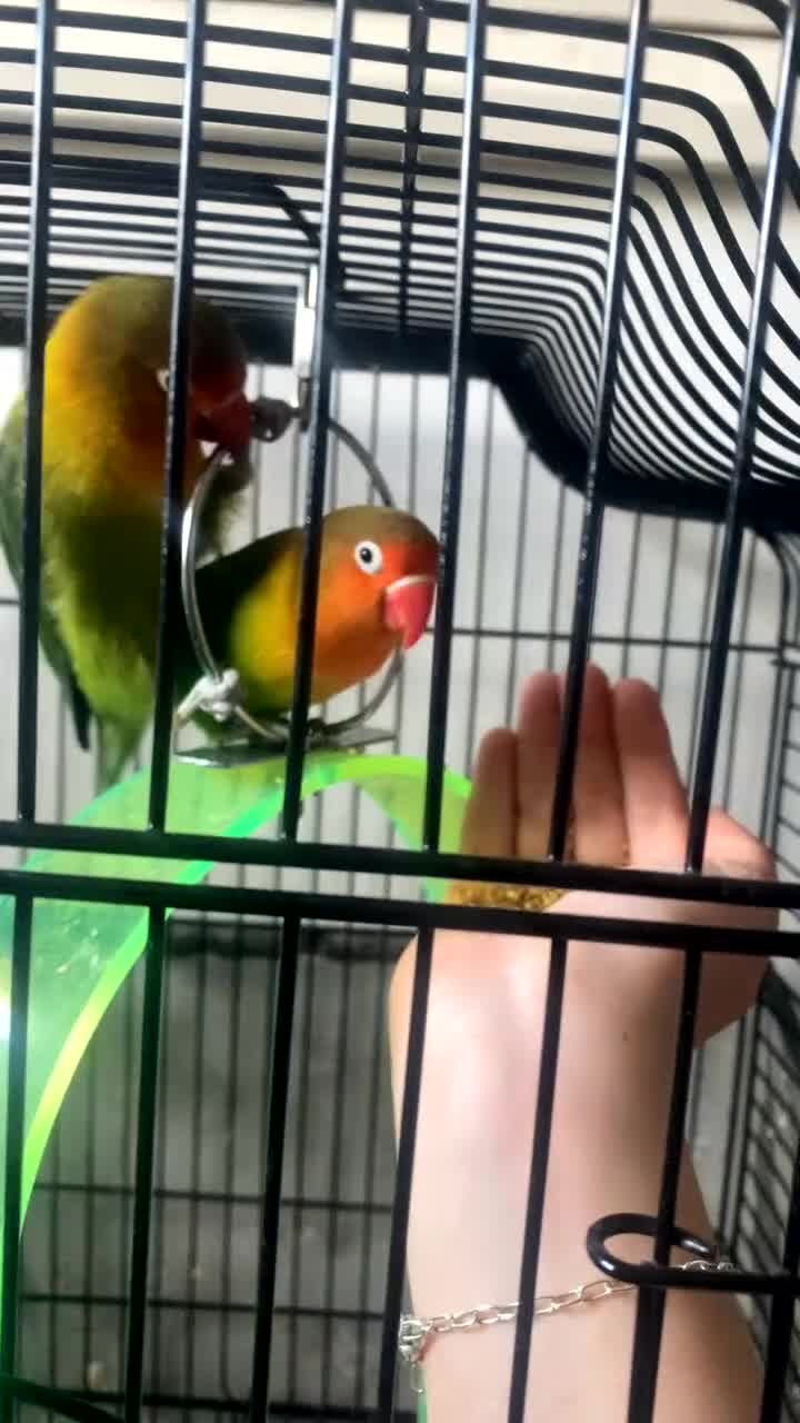 Lovebirds birds for sale: Pair of Compatible Lovebirds with Full Setup - Video 2