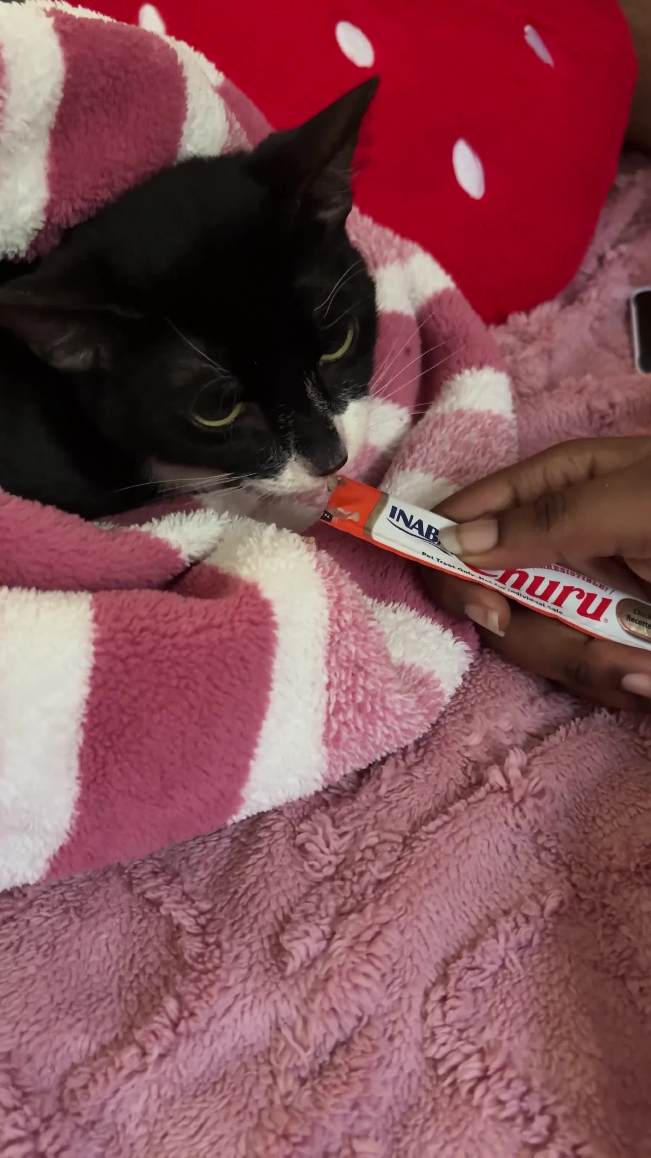 British Shorthair cats for sale: Gentle 5-Month-Old Shy Kitten in London - Video 1