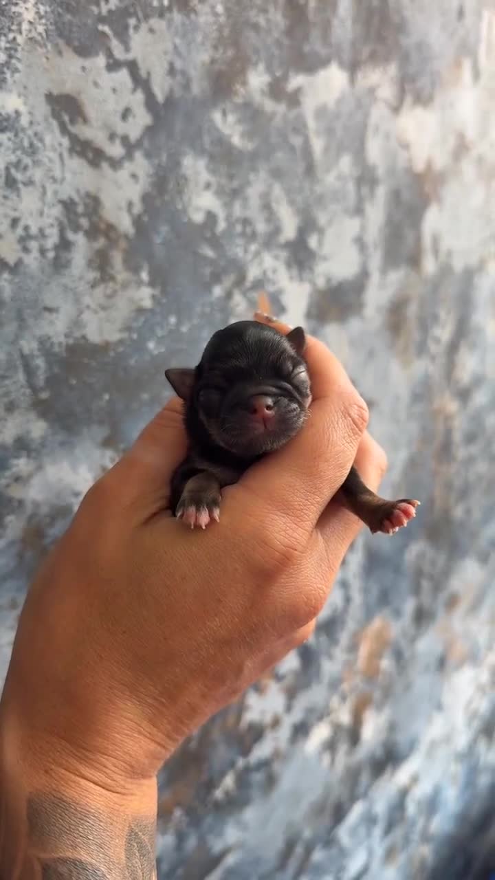 Chihuahua dogs for sale: 💖 Chocolate females and black tri male 💖 - Video 2