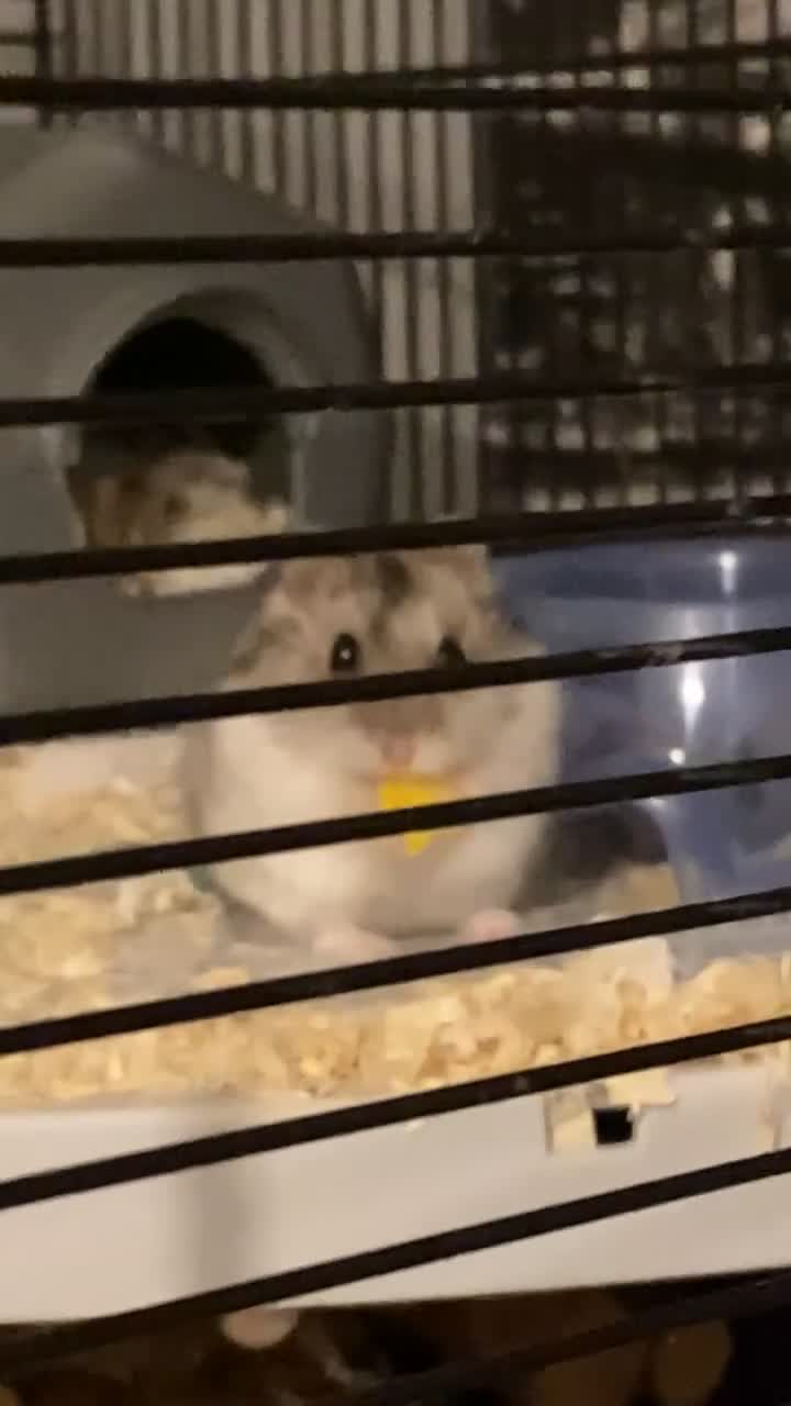 Hamster rodents for sale: Russian Dwarf hamster  in Farnborough - Video 1