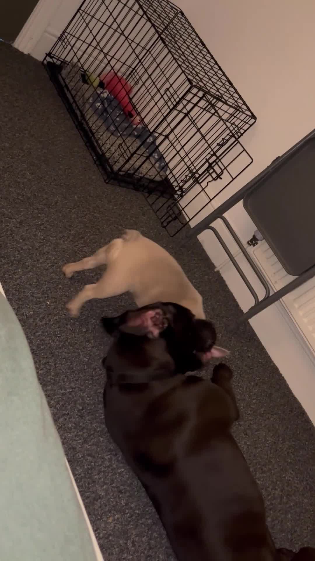 Cane Corso dogs for sale: Cane corso puppies - Video 1