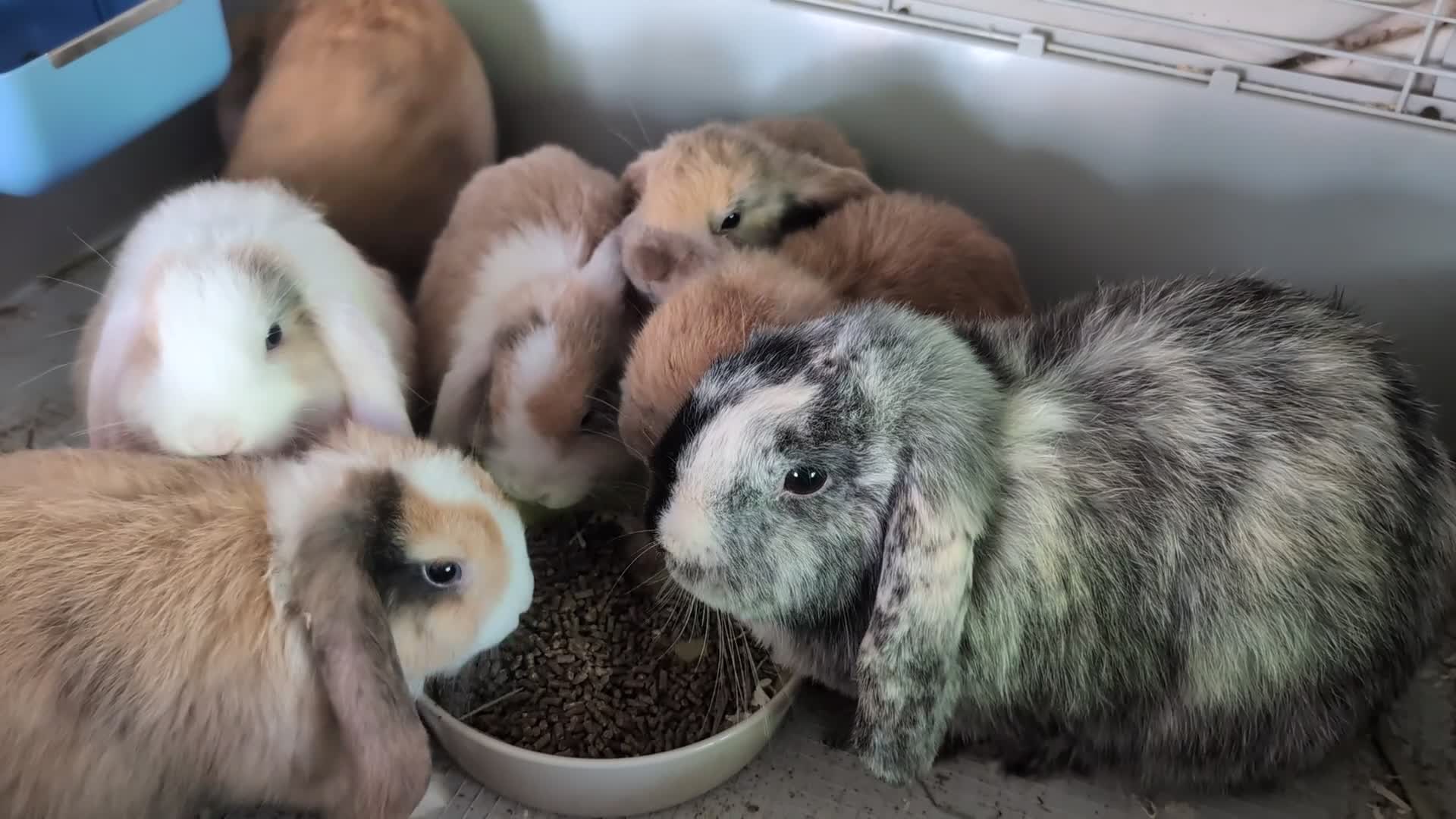 Mini Lop rabbits for sale: Beautiful mini lop babies ready for new homes - Video 2