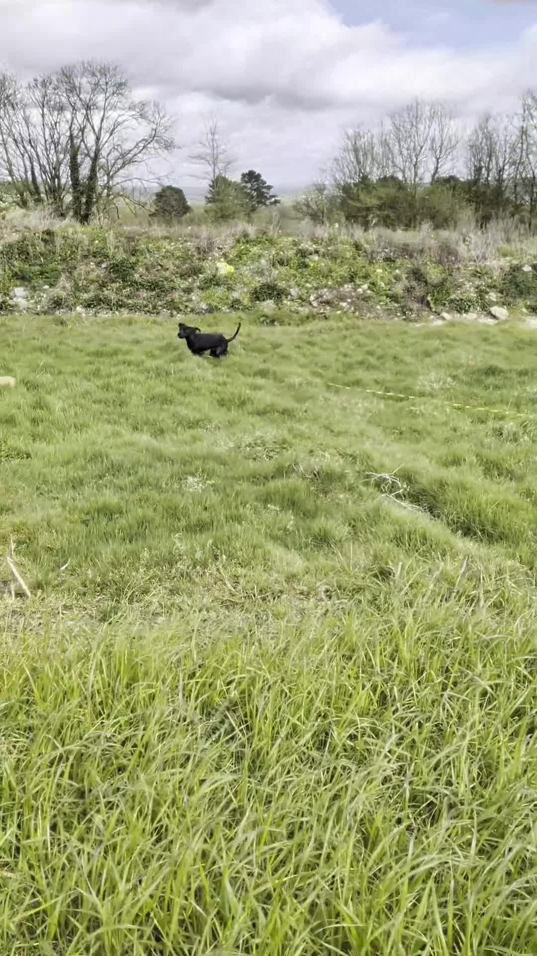 Mixed Breed dogs for sale: Zuul looking for a home! in Axminster - Video 3