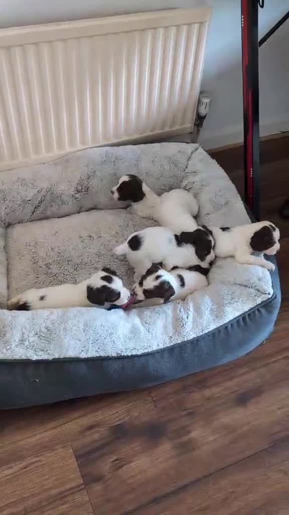 English Springer Spaniel dogs for sale: Pedigree English Springer Spaniel Puppies - Video 3