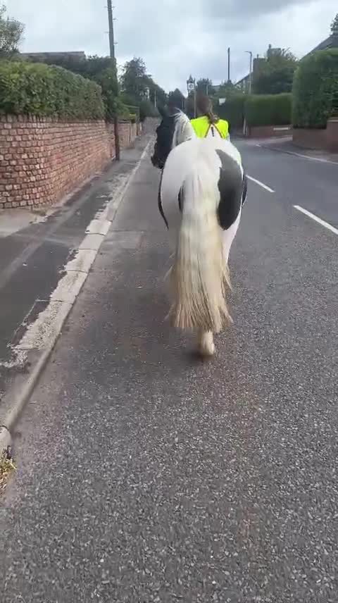 Irish Cob horses for sale: 13.3h cob gelding in Chester - Video 1