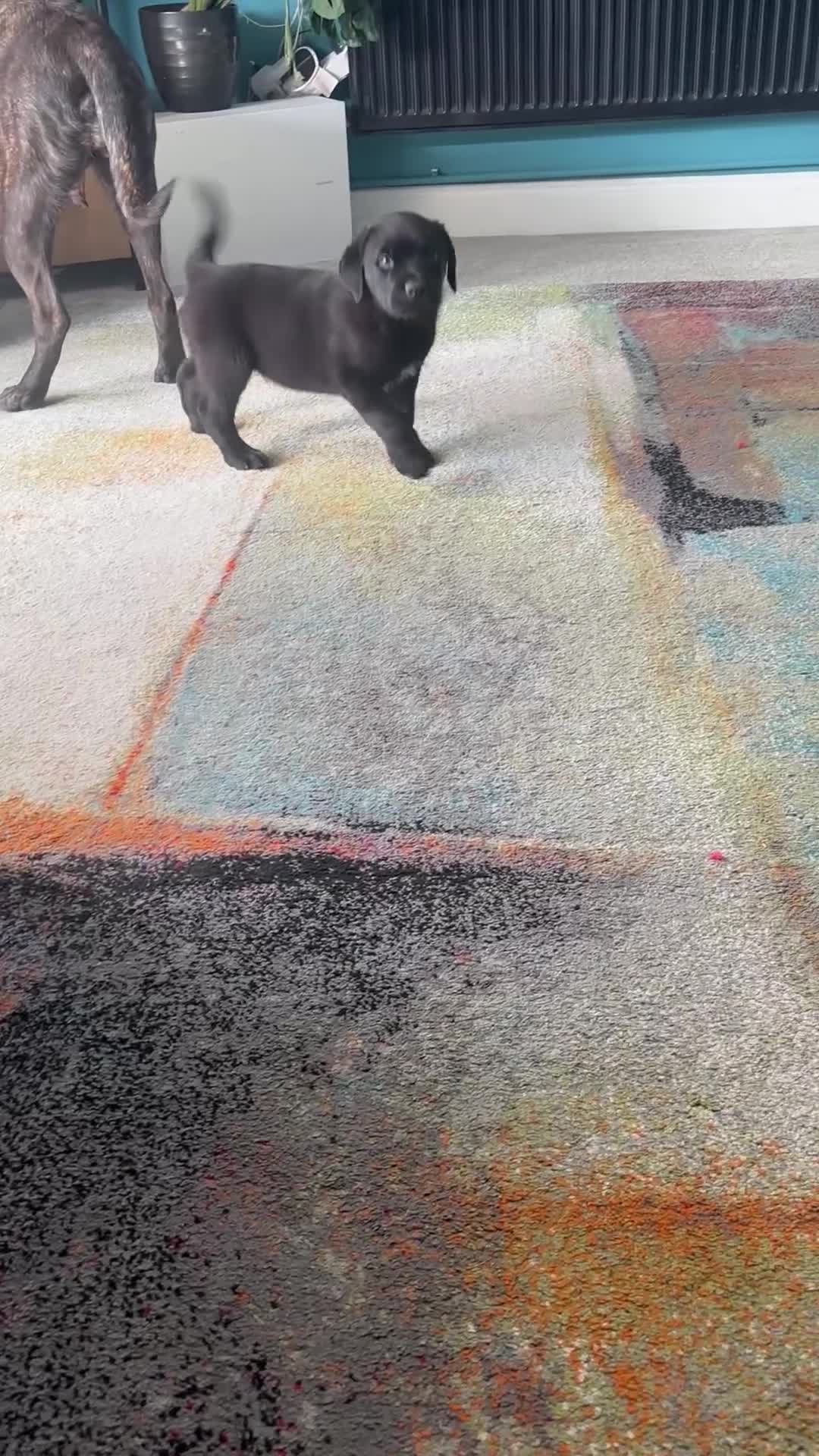 Mixed Breed dogs for sale: Rottweiler x Presa Canario - Video 1