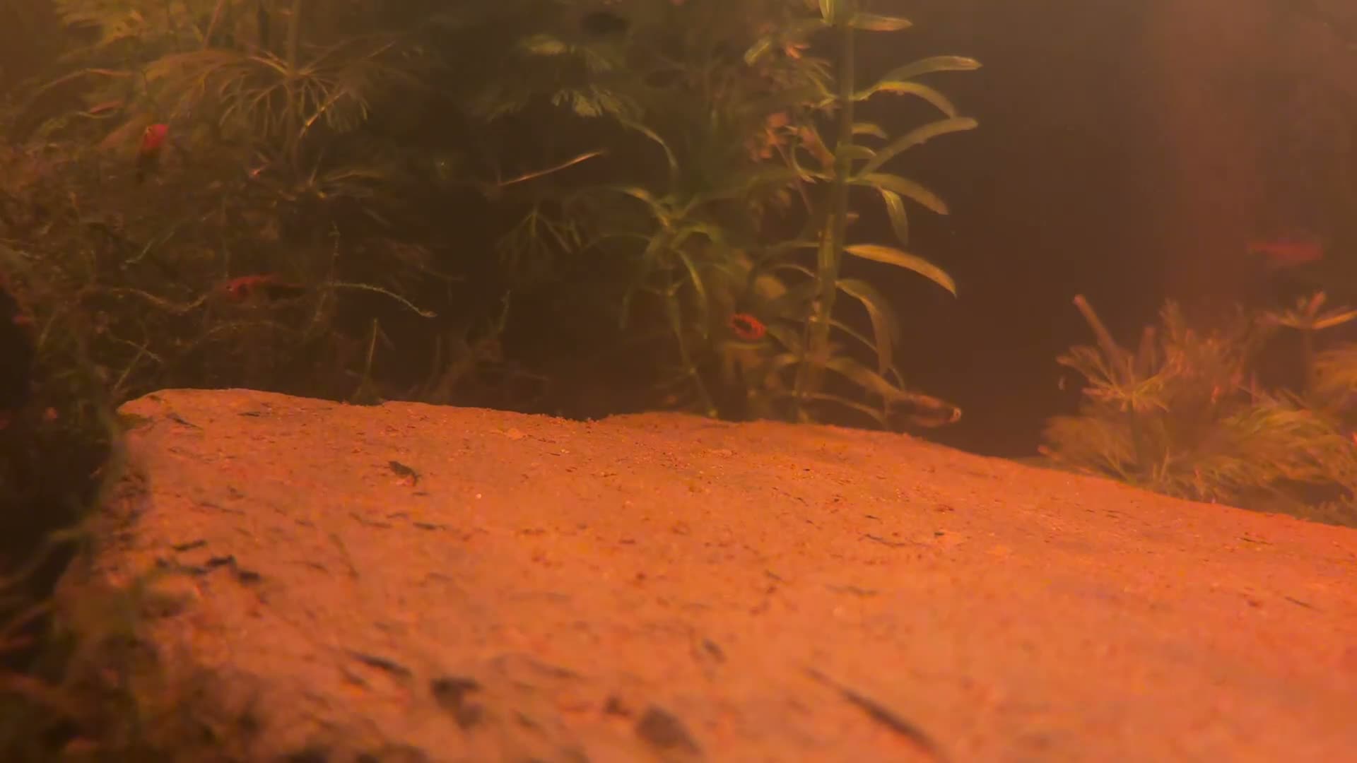 Swordtails fish for sale: Healthy Home-Bred Swordtail Juveniles in Stockport - Video 4
