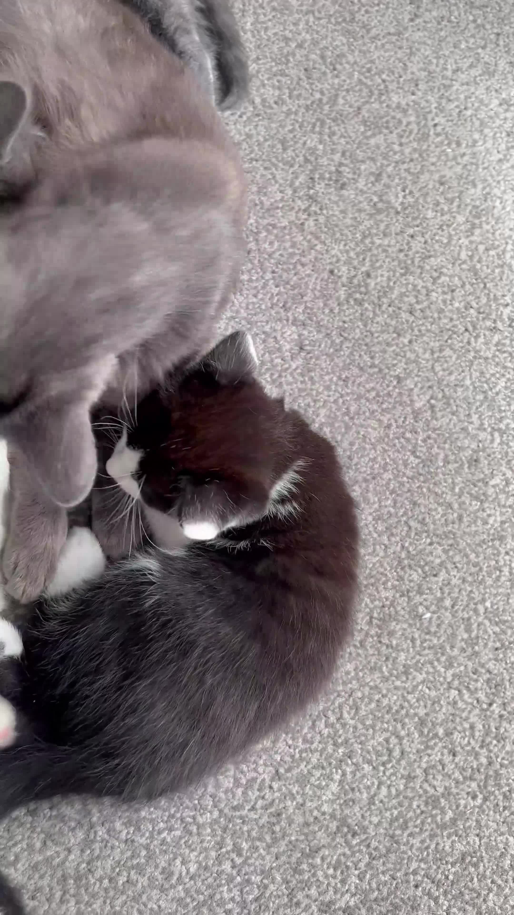 Mixed Breed cats for sale: Mixed breed Russian Blue tabby  - Video 1
