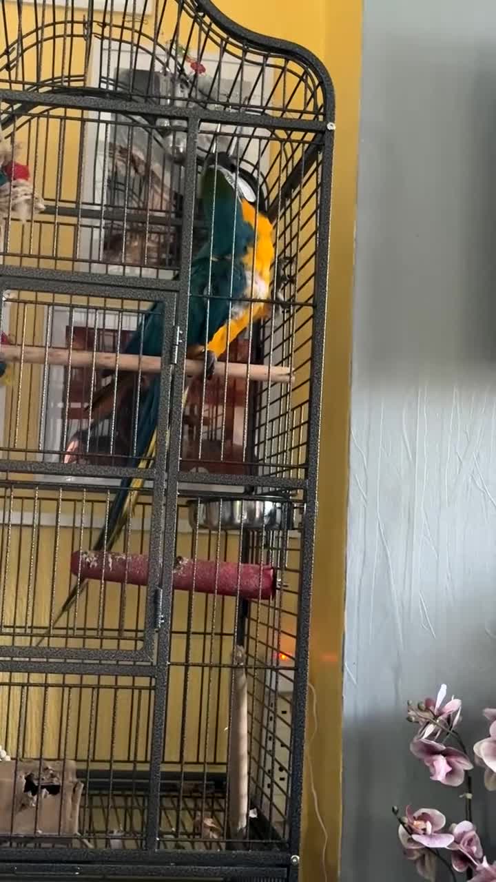 Macaws birds for sale: Hyacinth Macaw in Stoke-on-Trent - Video 1