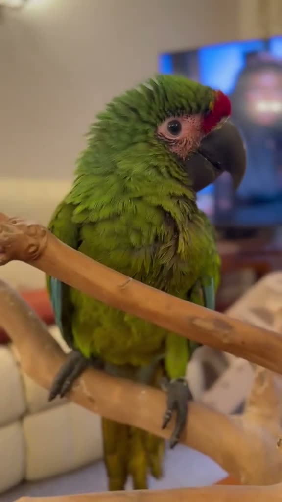 Macaws birds for sale: Military Macaws Babies Hand Reared-Male and Female - Video 2