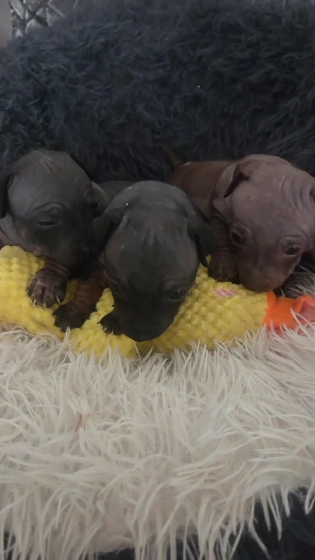 Mexican Hairless dogs for sale: American hairless terrier - Video 1