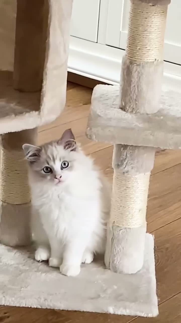 Ragdoll cats for sale: INDOOR GCCF REGISTERED RAGDOLL KITTENS - Video 1
