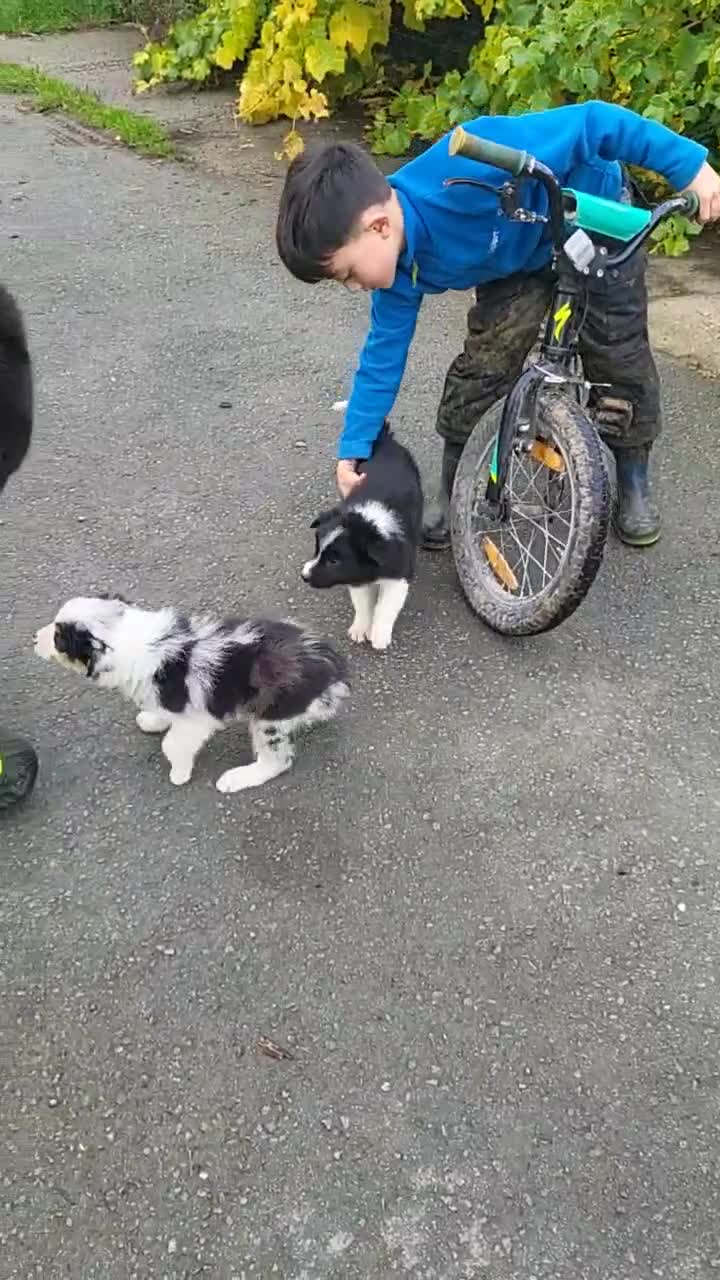 Mixed Breed dogs for sale: 7 Lovely Puppies 2Blue Merle and 5 border Collies. - Video 3