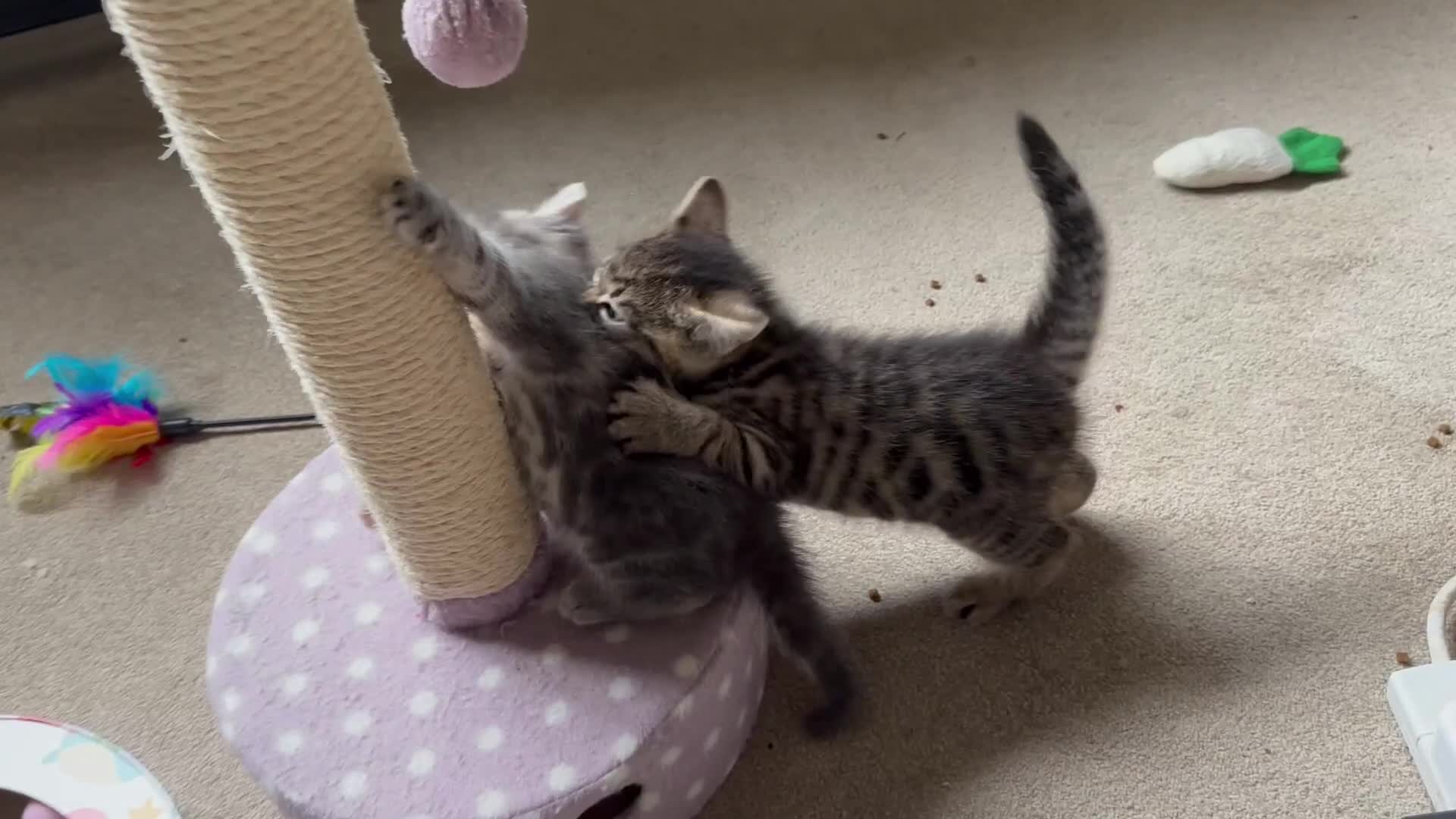 Mixed Breed cats for sale: Amiable mixed breed kittens - Video 3