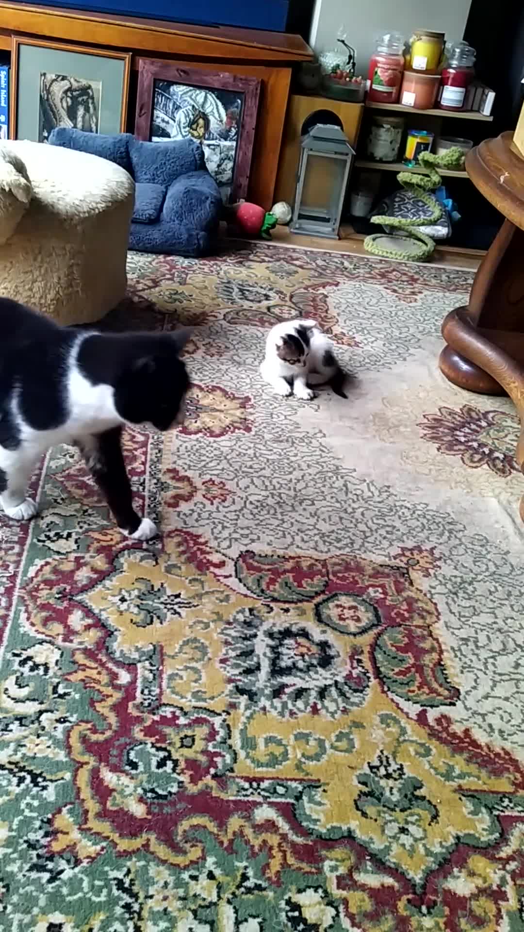 Mixed Breed cats for sale: Squeakies babies  - Video 1