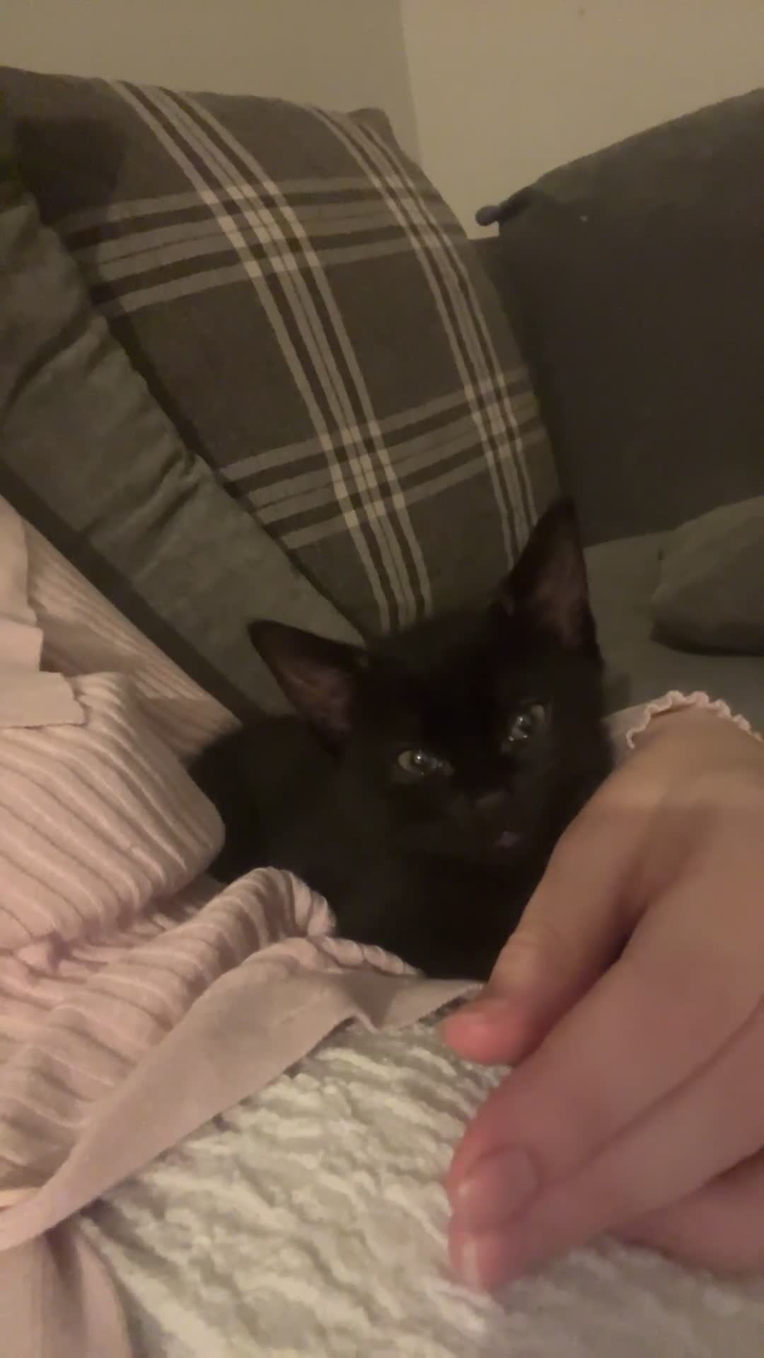 Mixed Breed cats for sale: ‼️🐾two beautiful tuxedo kittens 🐾‼️ - Video 2