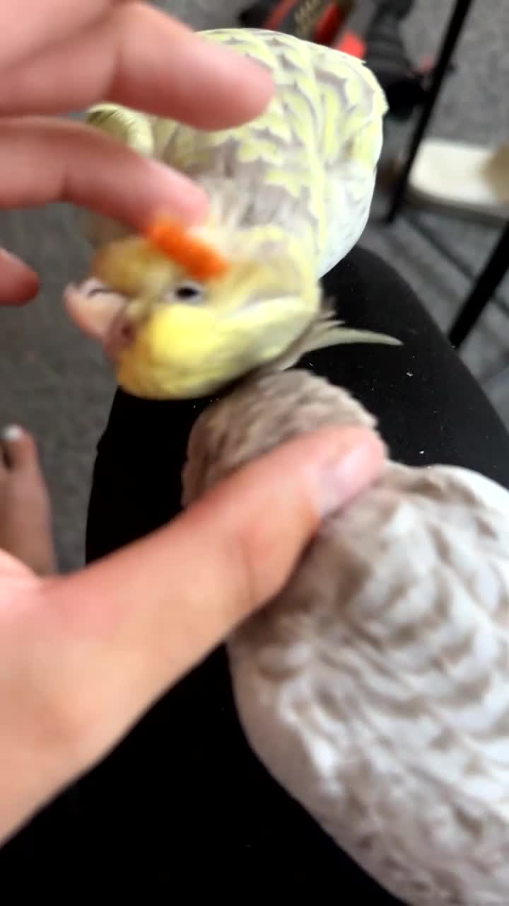 Cockatiels birds for sale: Tame Female cockatiels  - Video 1