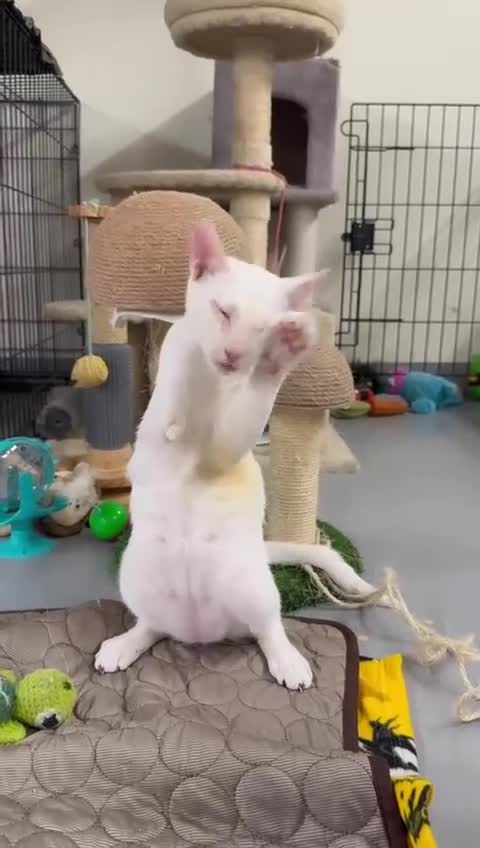 Domestic Shorthair cats for sale:  Parker & Pika – the sweetest sibling duo - Video 1